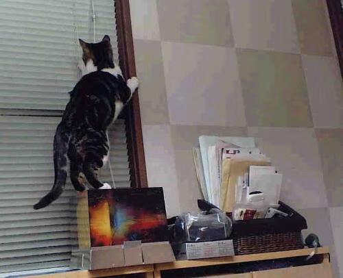 地板与穹顶之间,孙铭徽的加时鏖战与塔图姆的焦点证言—在各自战场完成证明